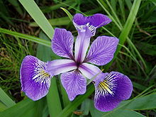 iris